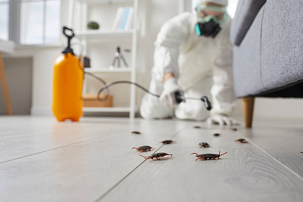 Commercial Rodent Management in Citrus
